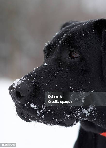 Campo Retrato De Laboratório Americano - Fotografias de stock e mais imagens de Amizade - Amizade, Animal, Animal de Estimação