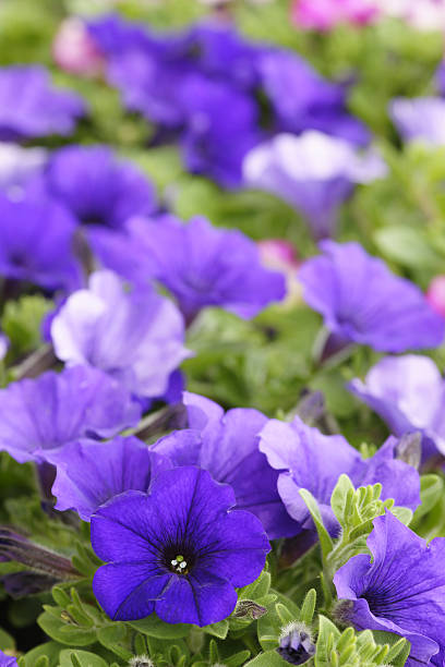 Blue-purple colored petunias.Please see more petunias pictures of my Portfolio.Thank you!