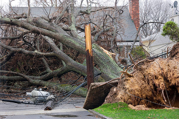Tree falls on power lines Tree falls after Nor'easter storm and takes down a telephone pole with Transformer.Please Also See: fallen tree photos stock pictures, royalty-free photos & images