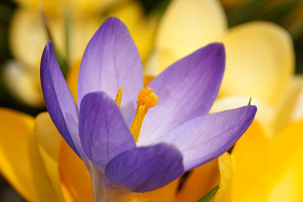 Purple crocus in front of yellow crocuses.