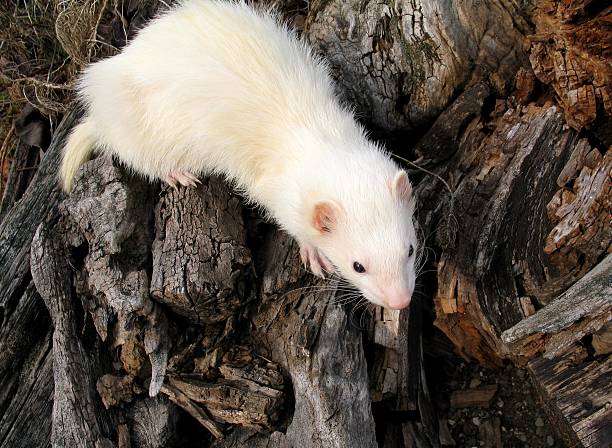 Ferret climbing on wood