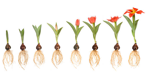 istock Life of tulip 182690508