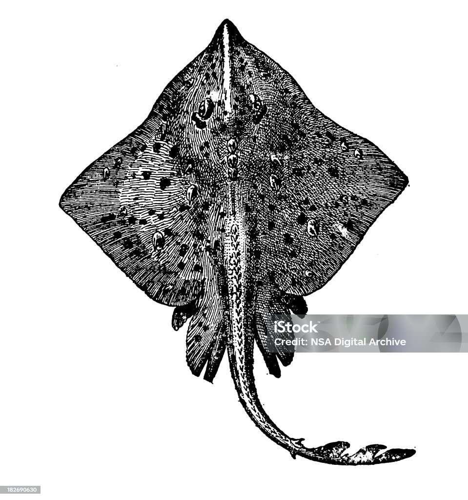 Thornback Ray/antigas ilustrações de animais - Ilustração de Alto contraste royalty-free