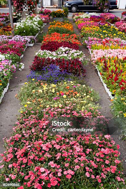 Garden Center Und Gartenbaubetrieb Mit Blumen Im Frühling Garten Stockfoto und mehr Bilder von Blume