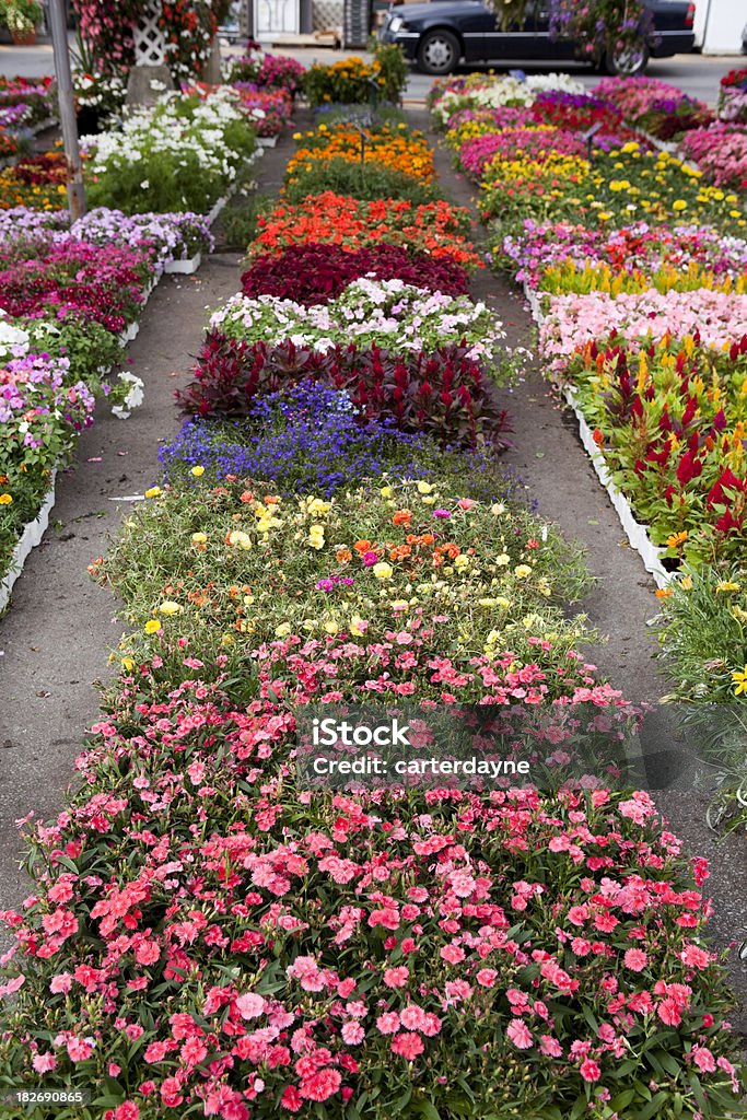 Jardinerie et Pépinière avec des fleurs de jardin de printemps - Photo de Fleur - Flore libre de droits