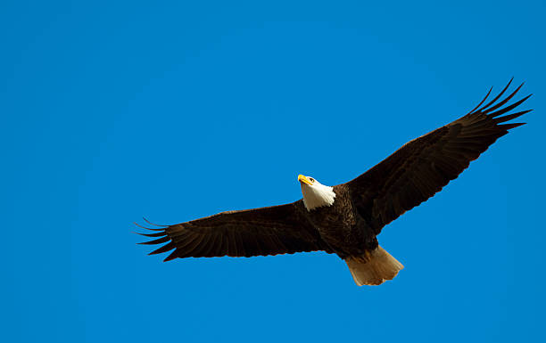 American Bald Eagle Flying Free in Blue Sky, Huge Wingspan