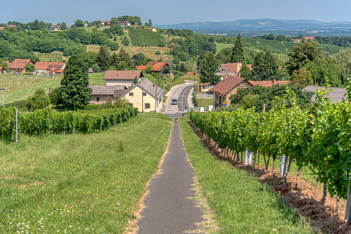 View on vineyards in Kapela near Radenci, Pomurje, Slovenia