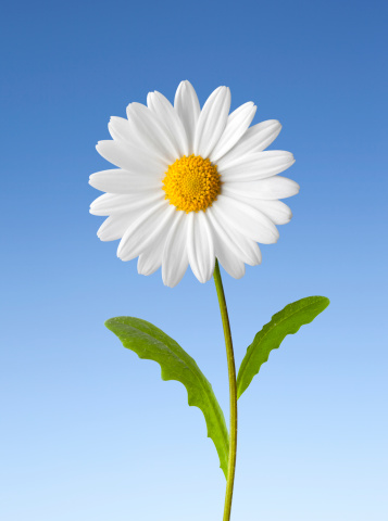 Cape Daisy Flower isolated on white background.