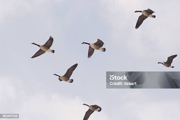 Oche In Volo Di Formazione - Fotografie stock e altre immagini di Canada - Canada, Oca - Uccello d'acqua dolce, Volare