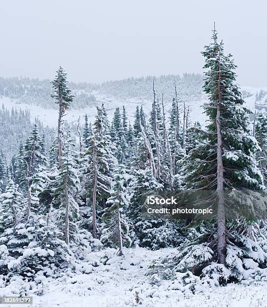 Conifers En La Nieve Foto de stock y más banco de imágenes de Montana - Montana, Ventisca, Abeto