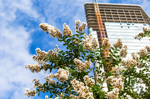 travel to Georgia - white blossoms on green twigs and high-rise apartment building on background in Batumi city on sunny autumn day