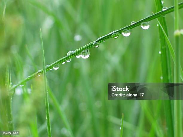 Relva Após Uma Mola De Chuva - Fotografias de stock e mais imagens de Orvalho - Orvalho, Ângulo Agudo, Ao Ar Livre