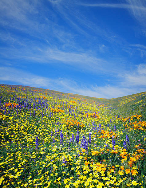 istock California Golden Poppies 182691641