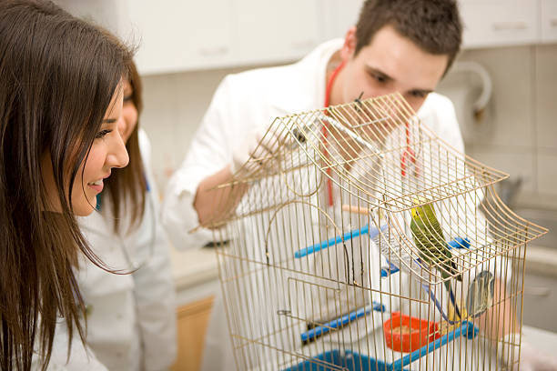 Veterinarian examining parrots "Veterinarian examining parrots, focus on female veterinarian, Canon 1Ds mark III" three parrots stock pictures, royalty-free photos & images