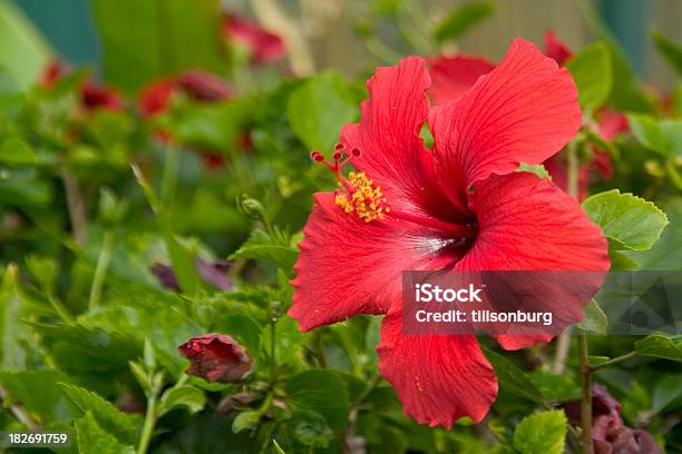 Flor De Hibiscus Rojo Foto de stock y más banco de imágenes de Maui - Maui, Animal, Calor