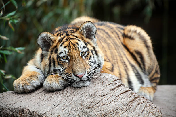 istock Tired Little Tiger  XXXL 182691775