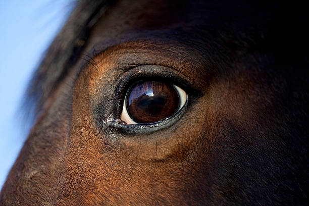 horse eye makro - huftier stock-fotos und bilder