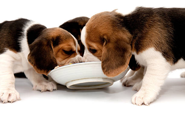 Beagle puppys eating. stock photo