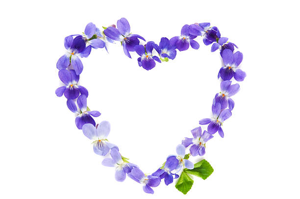istock Heart of Violet Flowers 182691927