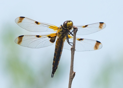 A macro of a Four-Spotted Chaser Dragonfly, Greenwich Peninsular Ecology Park