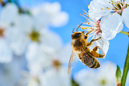 The honey bee collects pollen on a white flower of blossoming apple tree in the spring, collected a pouch under the foot. Close up
