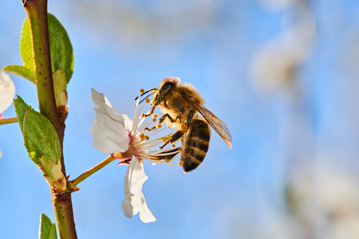 The honey bee collects pollen on a white flower of blossoming apple tree in the spring, collected a pouch under the foot. Close up
