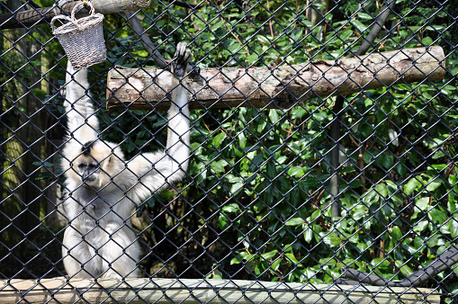 A female gibbon looking bored at being held captive.