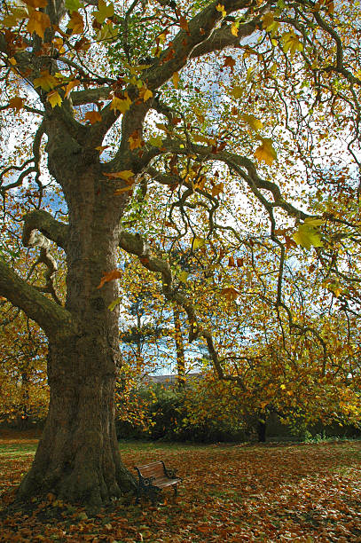 ベンチの秋の木 ストックフォト