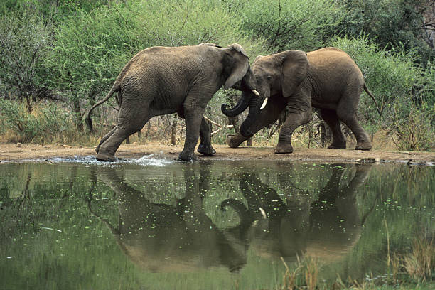 Elephant Fight at Waterhole stock photo
