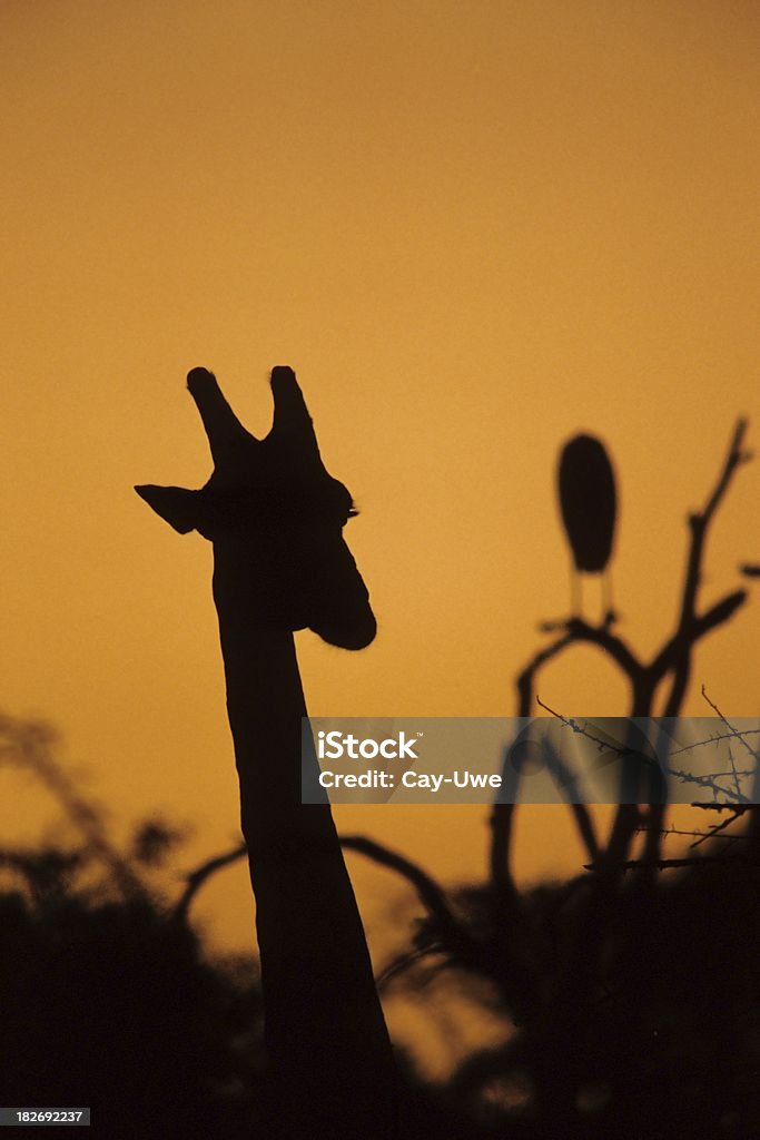 Girafe et Marabu au coucher du soleil - Photo de Afrique libre de droits