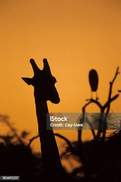 Photo libre de droit de Girafe Et Marabu Au Coucher Du Soleil banque d'images et plus d'images libres de droit de Afrique - Afrique, Animaux à l'état sauvage, Arbre