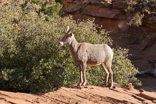 Bighorn sheep stands next to a bush. It is hungry and wants to snack.