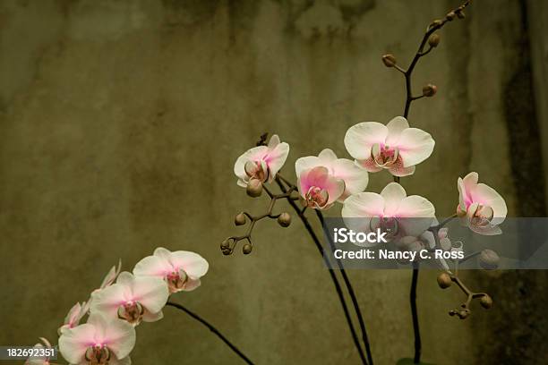 Изящные Розовой Орхидеи На Гранж Стены Элемент Дизайна — стоковые фотографии и другие картинки Без людей