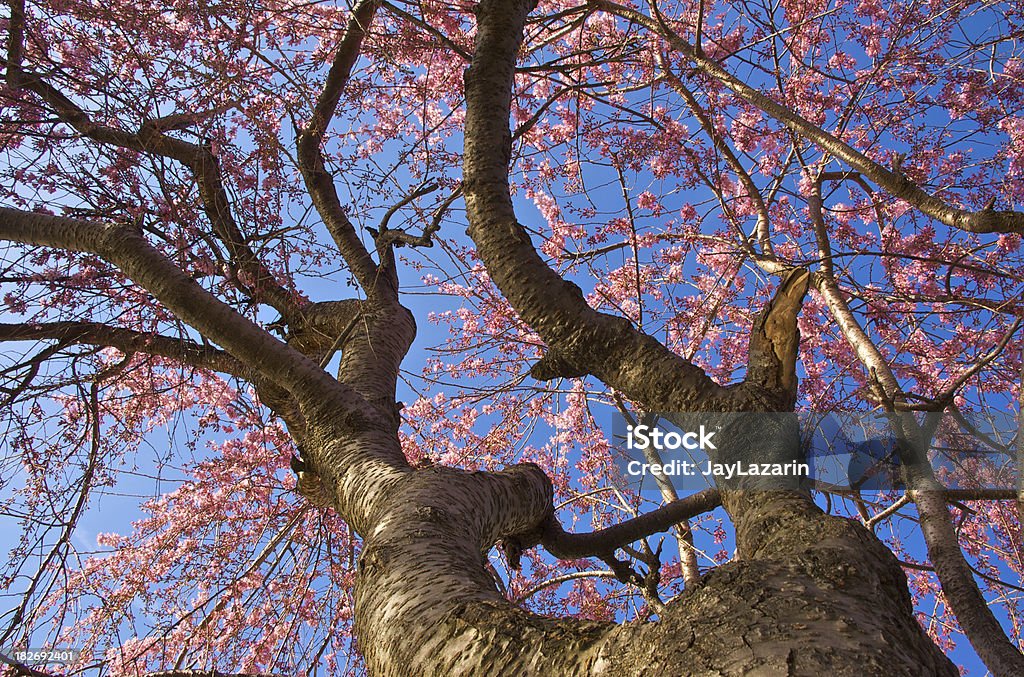 Albero di ciliegio in fiore -Underside vista - Foto stock royalty-free di Albero deciduo