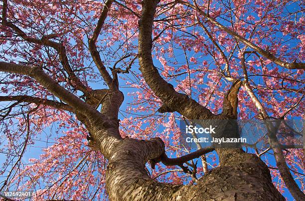 Albero Di Ciliegio In Fiore Underside Vista - Fotografie stock e altre immagini di Albero deciduo - Albero deciduo, Ambientazione esterna, Blu chiaro