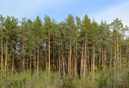 A row of slender green pines at the edge of the forest
