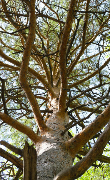 istock Bottom view of the branched trunk of a pine tree 1826924907
