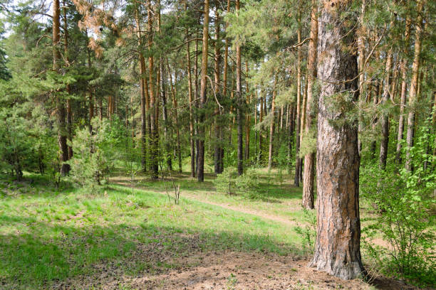 Forest scenic landscape in the thicket of a green pine forest