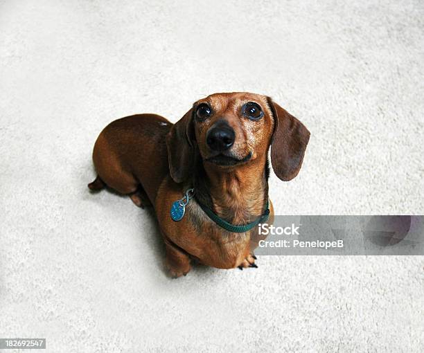 Photo libre de droit de Weiner banque d'images et plus d'images libres de droit de Chien - Chien, Collier pour chien, Vue en plongée