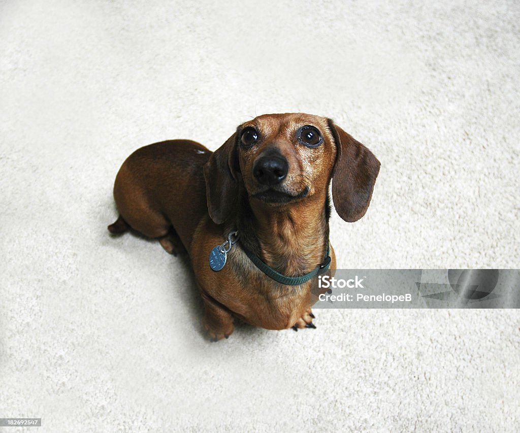 Weiner Dachshund Dog Stock Photo