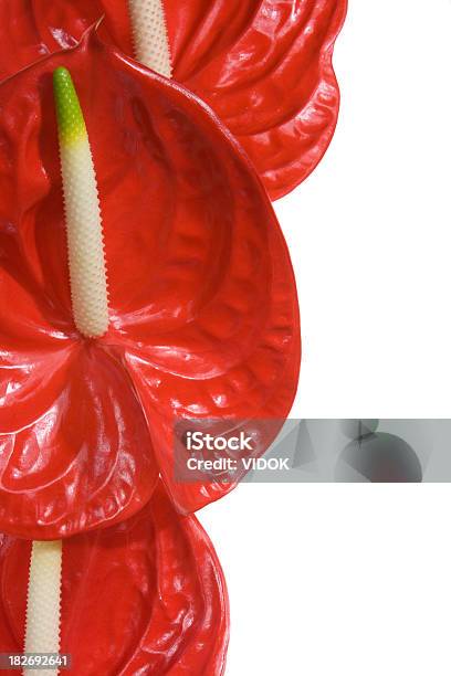 Rojo Flores Sobre Un Fondo Blanco Foto de stock y más banco de imágenes de Flor - Flor, Pene, Recortable