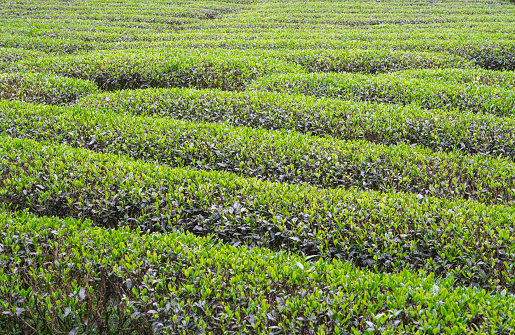 close up on new growing tea leaves in tea plantation