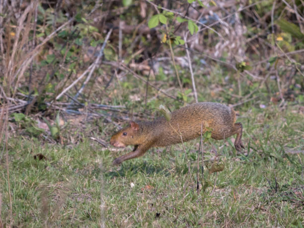 istock Azara's agouti in mid-air 1826934621
