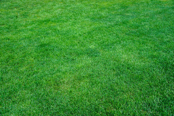 istock top view of real green grass background 1826936469