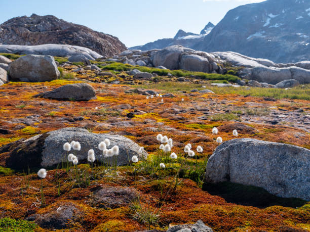 Greenlandic landscape