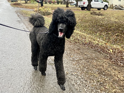 Happy Poodle on a walk on a rainy day