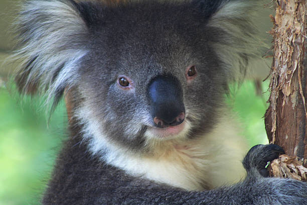 koala downunder - ossie stock-fotos und bilder