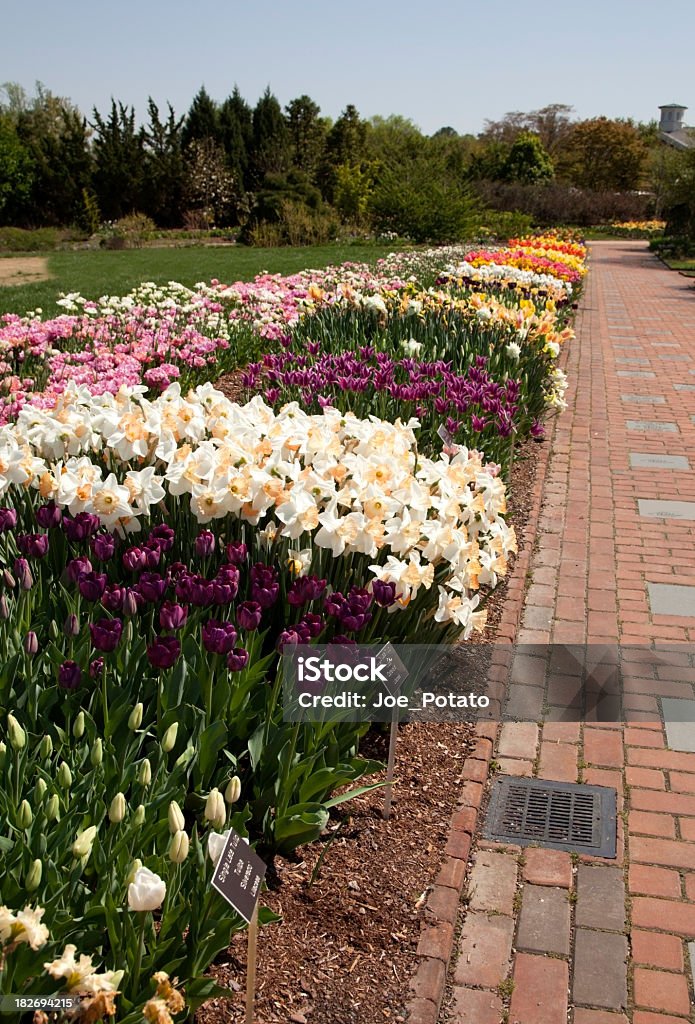 Spring Flowers Tulips and other spring flowers along brick garden path. Lewis Ginter Botanical Garden, Richmond, Virginia USA. Vertical.-For more spring images, click here.  SPRING  Botanical Garden Stock Photo