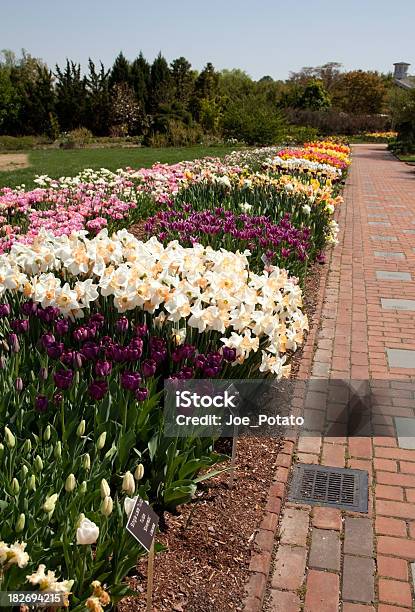 Spring Flowers Stock Photo - Download Image Now - Botanical Garden, Richmond - Virginia, Virginia - US State