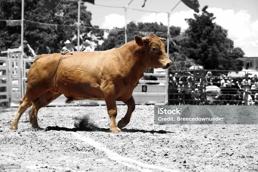 Raging Bull v2 - Lizenzfrei Angreifen Stock-Foto